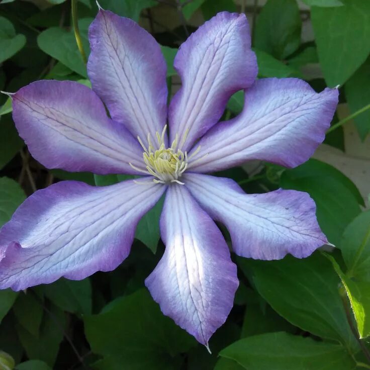 Клематис ломоносов фото и описание http://myxobbiklematisi.blogspot.com/ Clematis, Plants, Garden