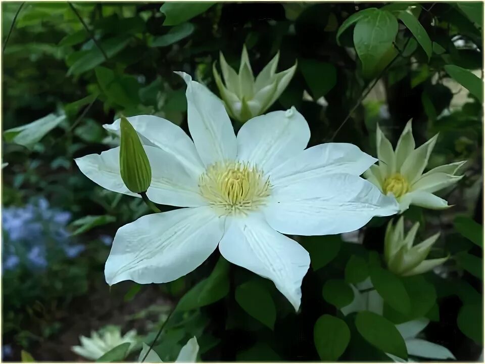 Клематис лунный свет фото pnącza Powojnik Moonlight jasnożółty Pow44 Clematis Moonlight Powojnik Moonlight