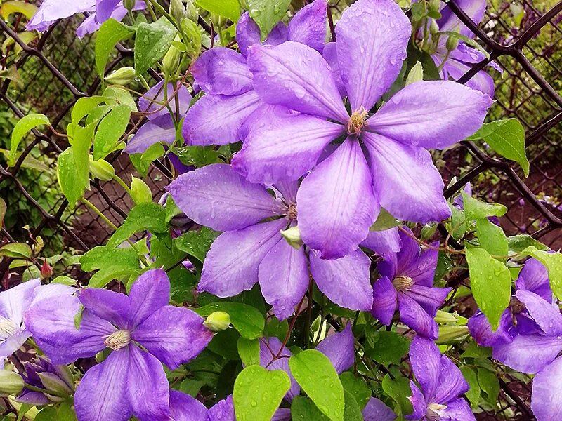 Клематис лунный свет фото Сорта клематиса Ботанический сад Уфы