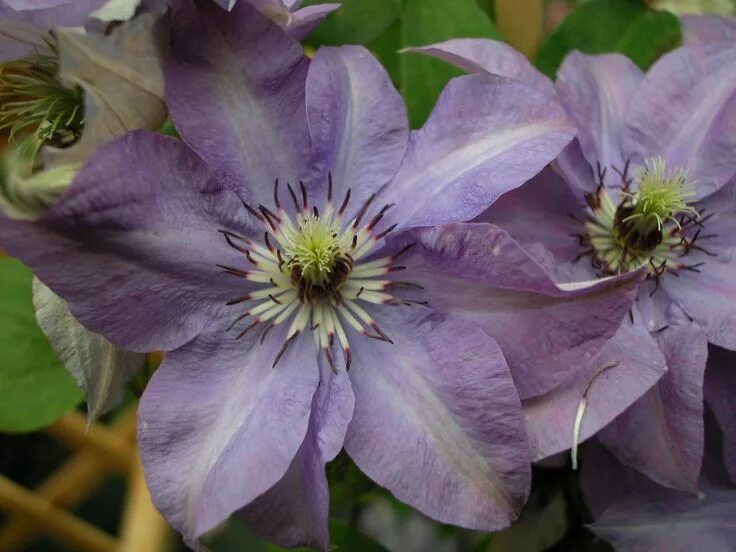 Клематис лунный свет фото Clematis hybrids group ... www.clematis.be... Clematis, Pergola
