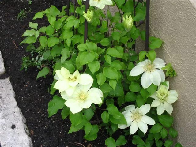 Клематис лунный свет фото Clematis Moonlight Clematis, Plants, Garden