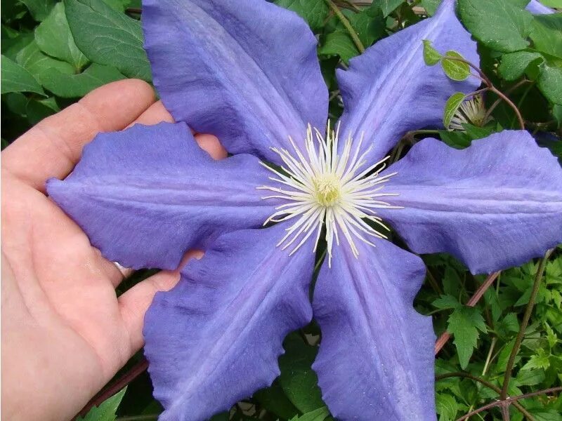 Клематис лютер фото Clematis Luther Burbank - Large Flowered Clematis Clematis, Plant breeding, Clem