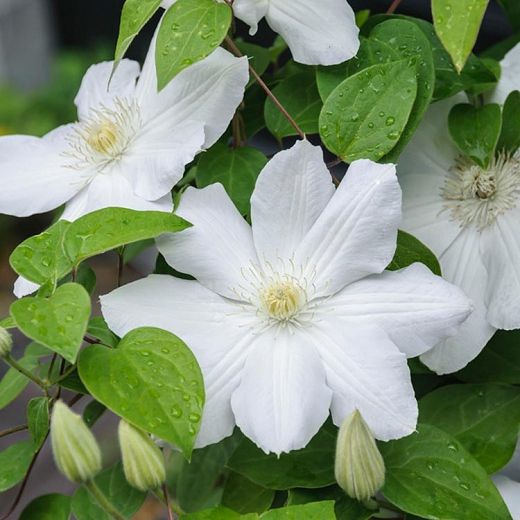 Клематис мадам де культре фото Clematis 'Asagasumi' (Early Large-Flowered Clematis) Tuinieren