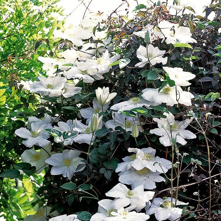 Клематис мадам де культре фото Krukodlad Klematis 'Mevrouw le Coultre' Clematis (Mme Coultre) Mevrouw le Coultr