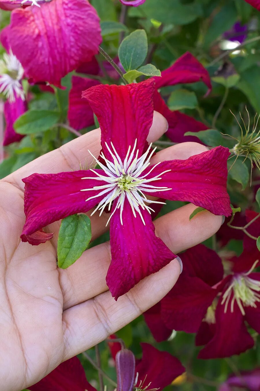 Клематис мадам корревон фото clematis_madame_julia_correvon_bloom2_190830 - Annie's Annuals and Perennials