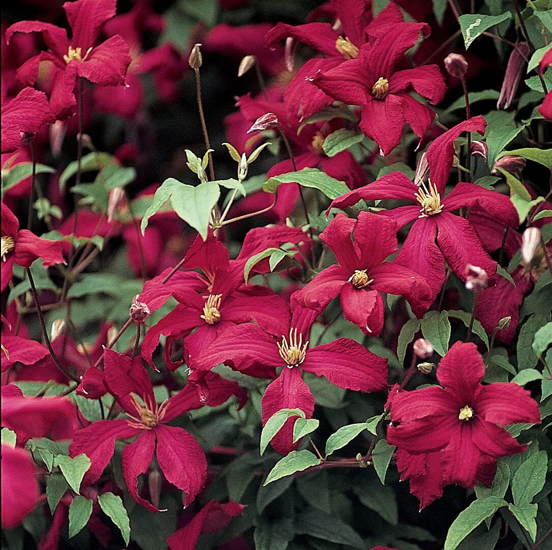 Клематис мадам корревон фото Купить Клематис Мадам Джулия Корревон (Clematis Mme Julia Correvon ) - 3 гр в Бе