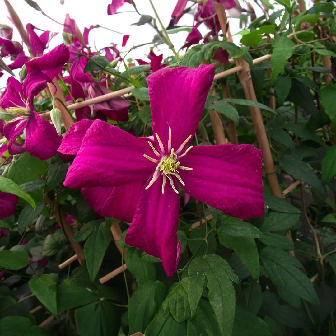 Клематис мадам корревон фото Clematis 'Madame Julia Correvon' (3L) - The Boma Garden Centre