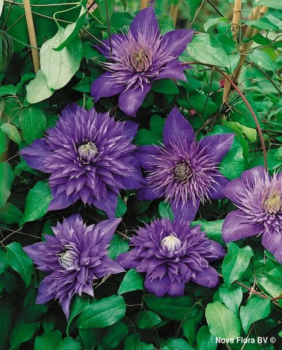 Клематис махровый фото Купить клематис мультиблю (clematis multi blue), 1 шт по цене 116 руб. в интерне