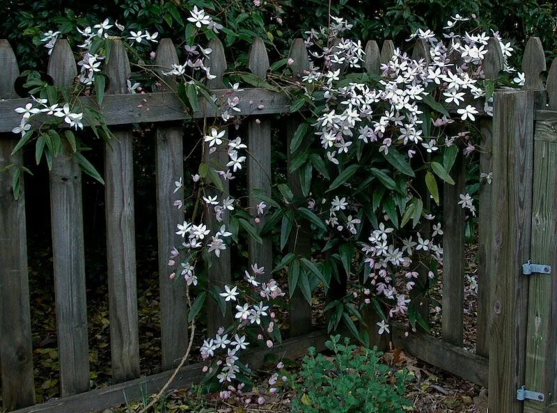 Клематис маньчжурский в ландшафтном дизайне фото armandii clematis evergreen, white bloom for Trellis. Clematis armandii, Clemati