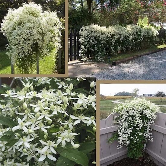 Клематис маньчжурский в ландшафтном дизайне фото Клематис Жгучий (Terniflora) купить с доставкой в интернет-магазине Цветник Пово