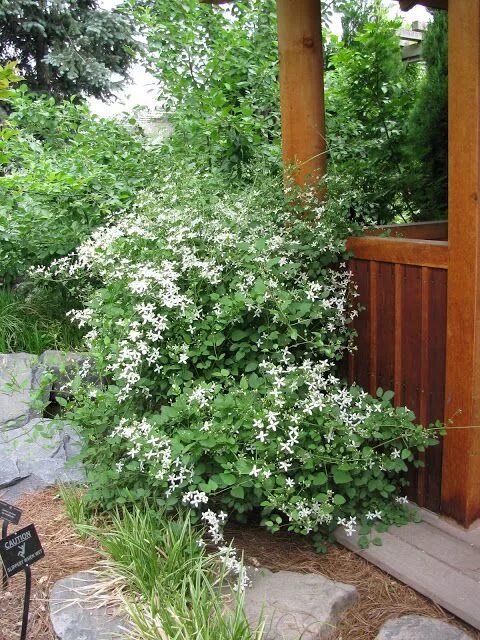Клематис маньчжурский в ландшафтном дизайне фото January 2013 Clematis, Dream garden, Outdoor gardens
