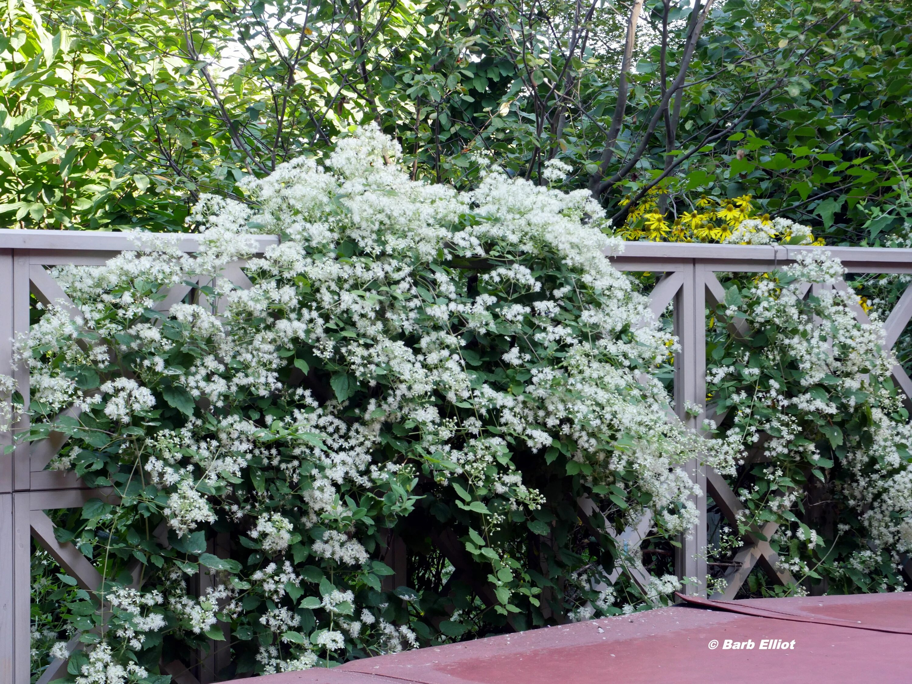 Клематис маньчжурский в ландшафтном дизайне фото Virgin's Bower (Clematis virginiana) vine in bloom. Habitat garden, Native garde