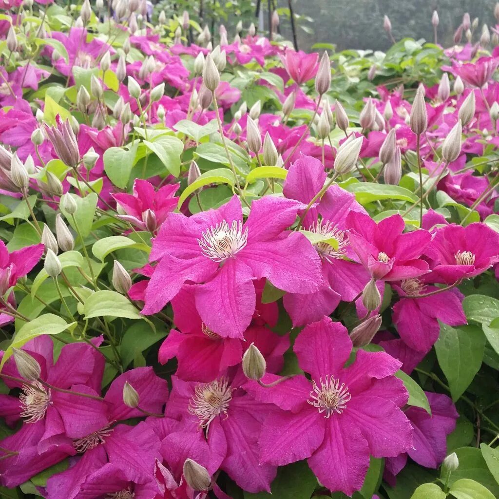 Клематис маркхам фото и описание Купить Клематис Эрнест Маркхем (Clematis Ernest Markham ) 3 гр в Белгороде. Sort