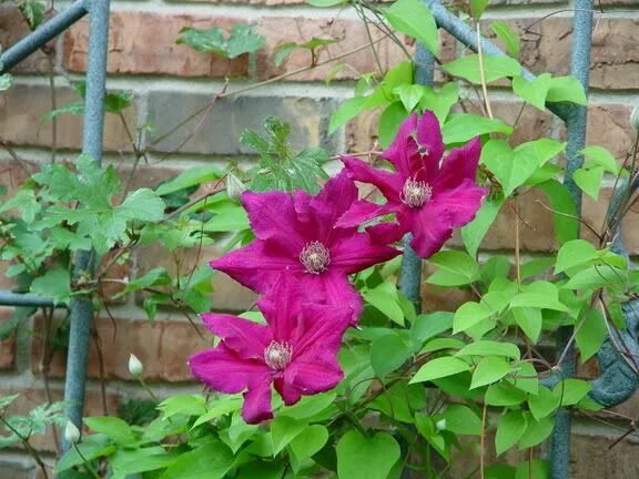 Клематис маркхем фото Clematis Ernest Markham Clematis, Perennial garden, Perennials