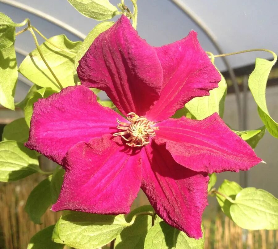 Клематис маркхем фото Ernest Markham Clematis, Summer flowers, Trees and shrubs