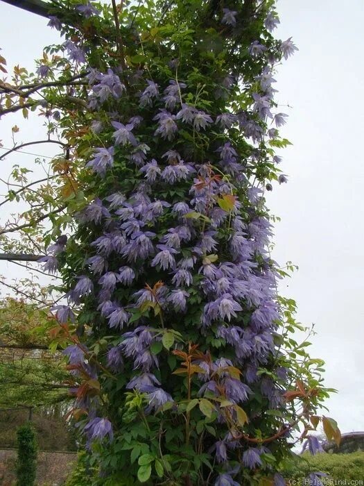 Клематис майдвелл холл фото Maidwell Hall', 2". 200 -245 cm. Double, bell-shaped, nodding bloom form. Early-