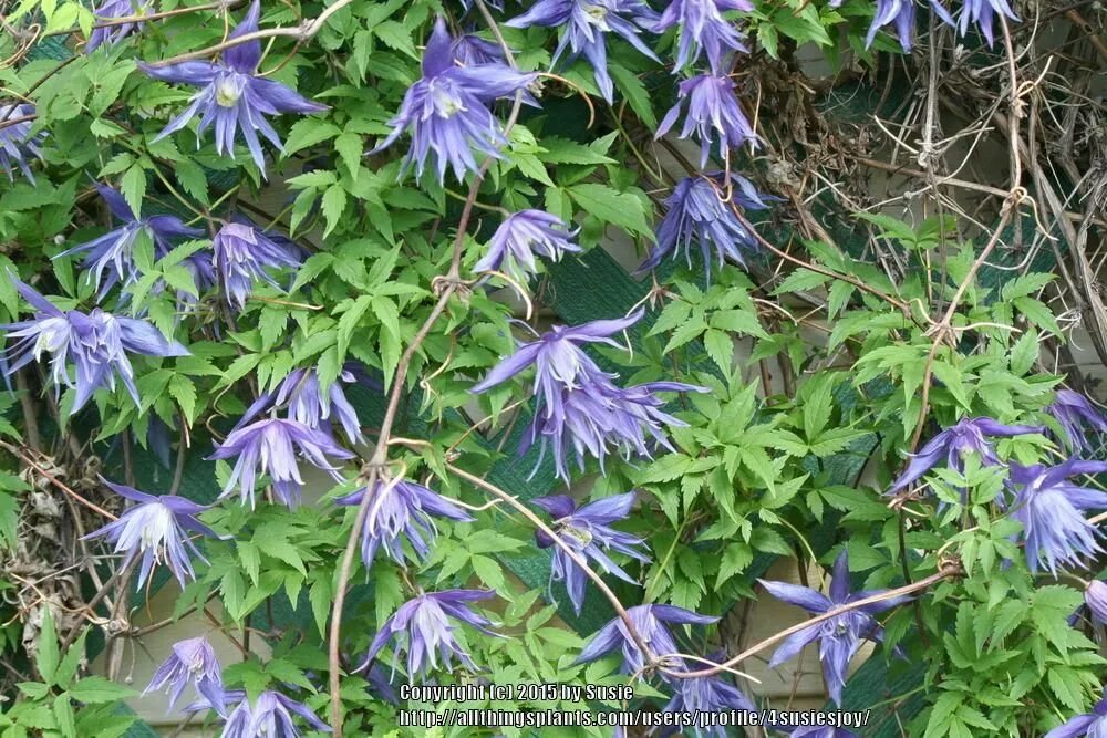 Клематис майдвелл холл фото Photo of Clematis (Clematis macropetala 'Maidwell Hall') uploaded by 4susiesjoy 