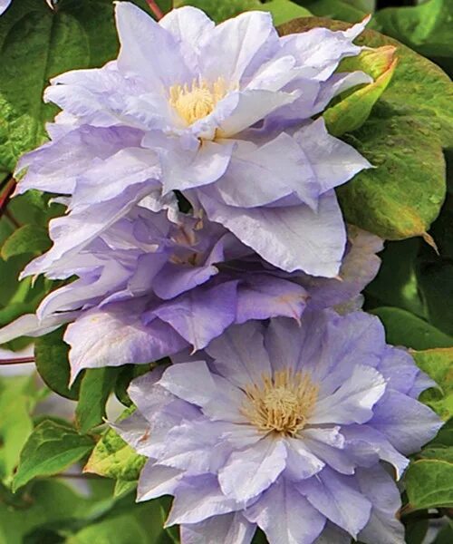 Клематис мазури фото Clematis 'Mazury Crater Lake' - GARDENIDEA