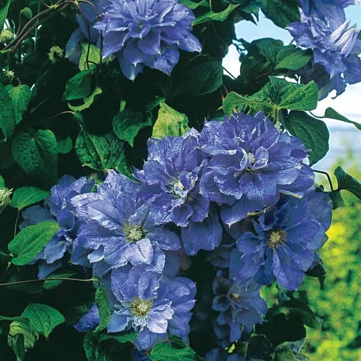 Клематис мазури фото Spring Hill Nurseries Crater Lake Clematis, Live Bareroot Plant, Blue Flowering 