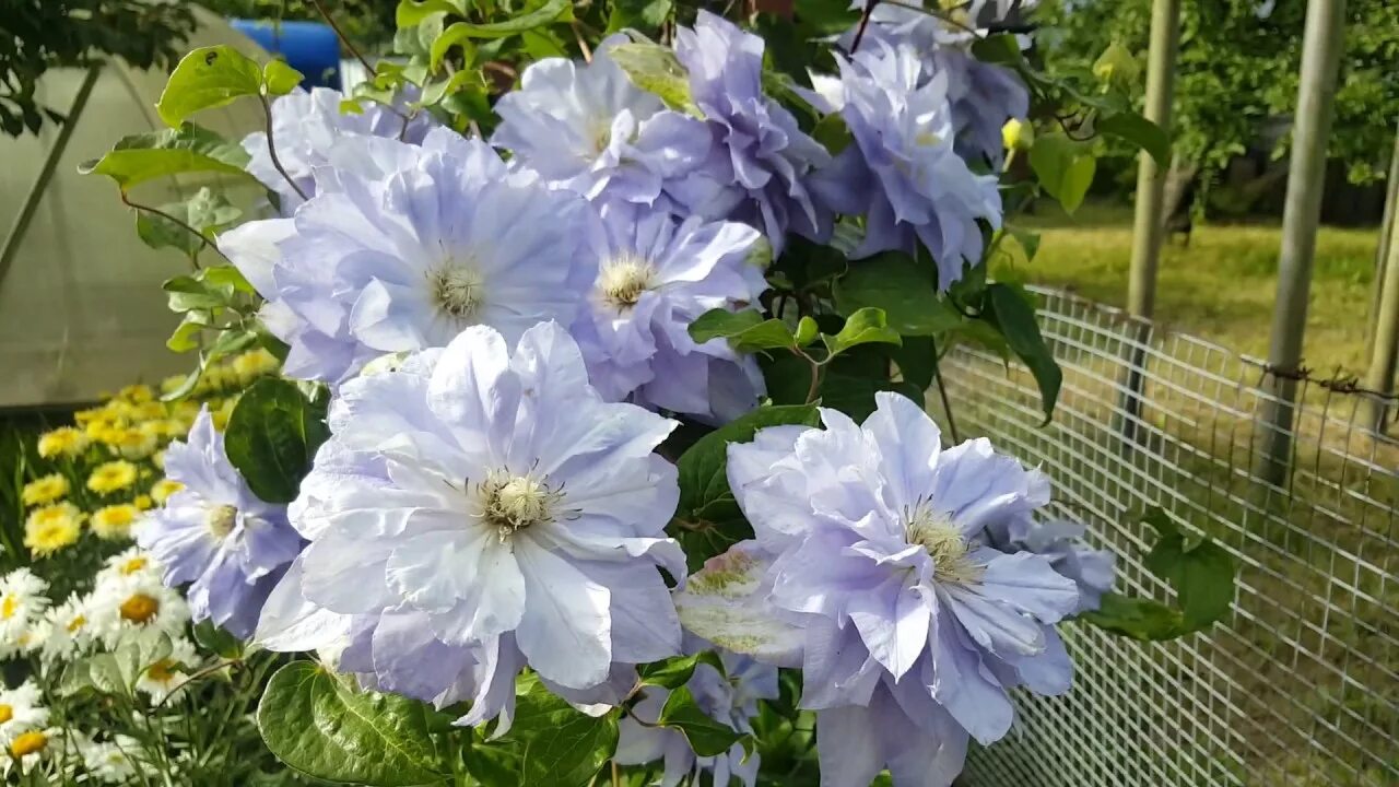 Клематис мазури фото Клематис Мазури Кратерное Озеро . Clematis Mazury Crater Lake . Польские сорта к