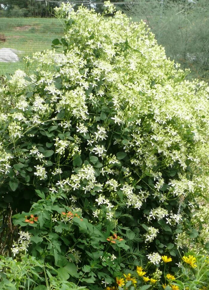 Клематис мелкоцветковый фото CLEMATIS - WHITE (SWEET AUTUMN) Sweet Autumn Clematis - Clematis Paniculata Orga