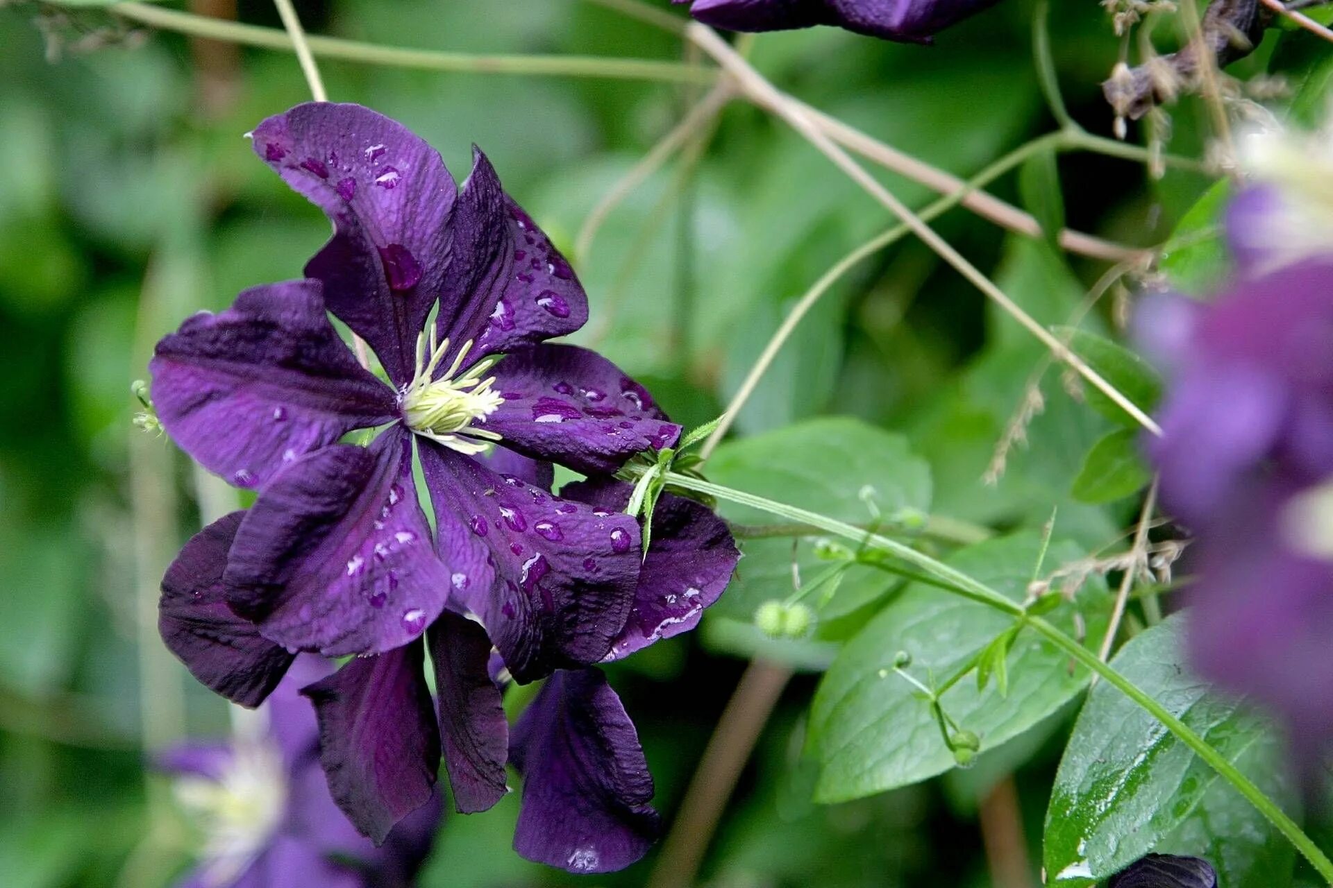 Клематис мелодия фото Donkerpaarse bosrank (Clematis "Romantika") klimplant - Kwekersvergelijk Klimpla