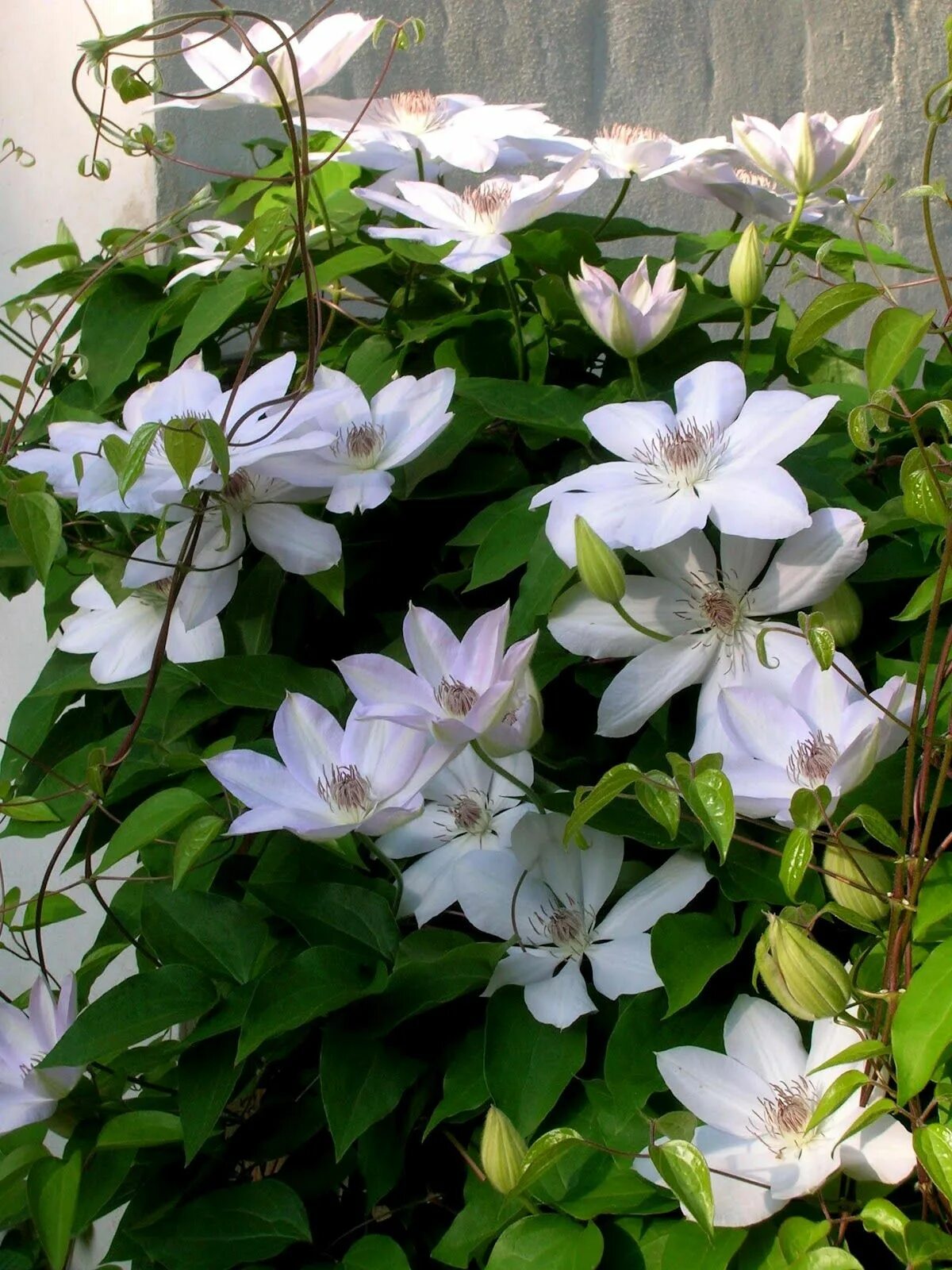 Клематис мэри клэр фото и описание Around the Garden and a New Shipment! (With images) Flower garden, Clematis, Whi