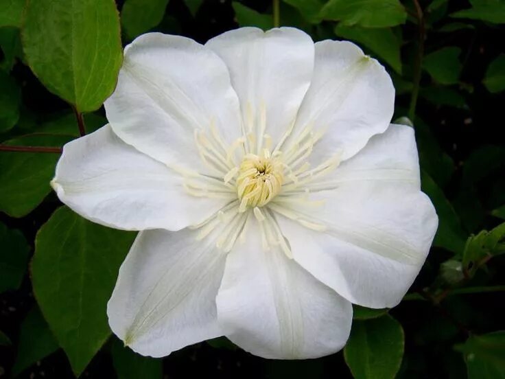 Клематис мэри клэр фото и описание Clematis Guernsey Cream Clematis, Late summer flowers, Clematis plants