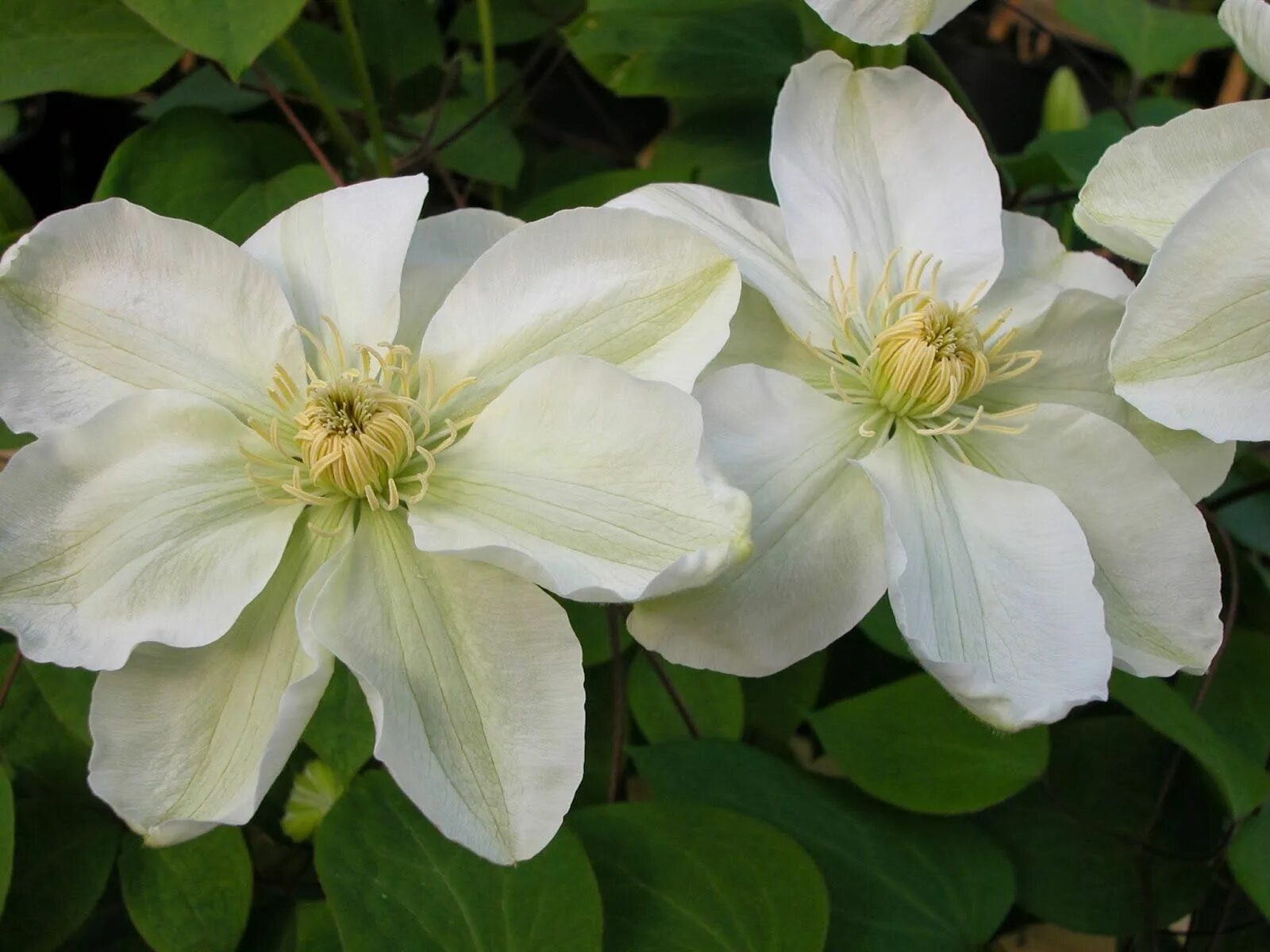 Клематис мэри клэр фото и описание Hagegleder hos Tone og Eivind: Clematis Clematis, Climbing plants, Winter garden