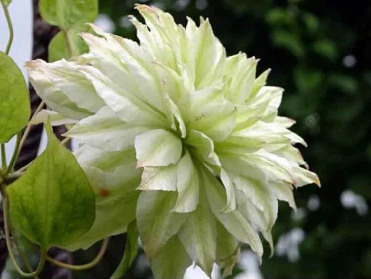 Клематис мидори фото Powojnik Clematis Sen-no-kaze