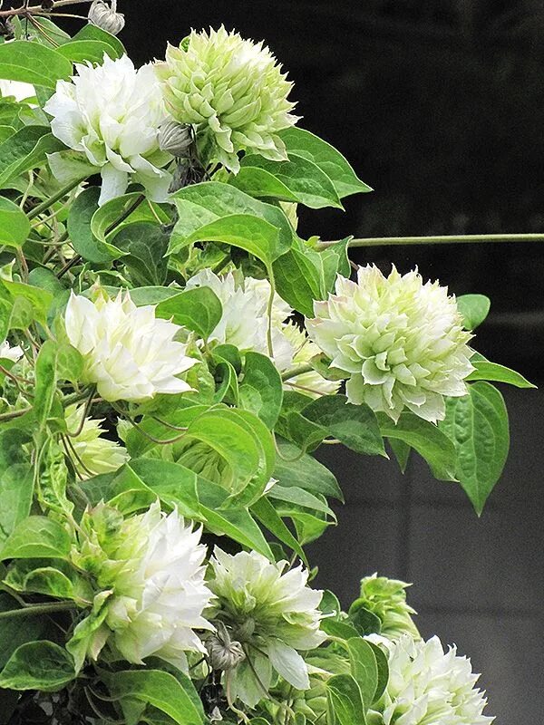 Клематис мидори фото и описание сорта Duchess of Edinburgh Clematis (Clematis 'Duchess of Edinburgh') at Canadale Nurs