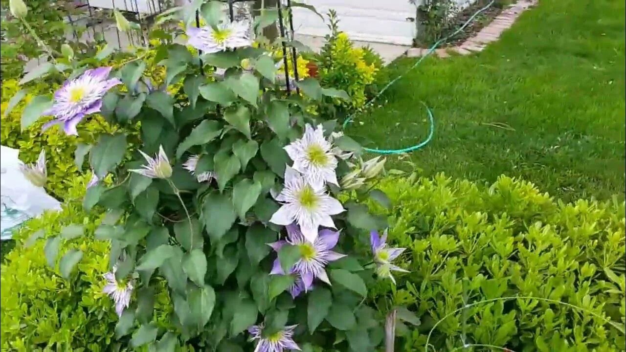 Клематис мидори фото и описание сорта Clematis Crystal Fontaine - YouTube