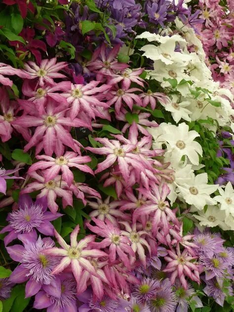 Клематис микс фото и описание 35 Best Plamienok / Clematis ideas plamienok, balkón, gardening