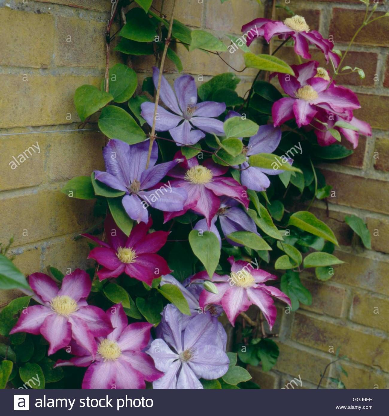 Клематис микс фото и описание Clematis - mixed - Clematis `Mrs.Cholmondeley' and `Asao' CLE096515 Stock Photo,