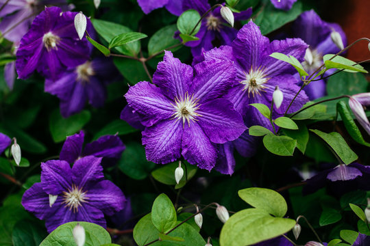 Клематис министр фото Clematis Images - Browse 33,915 Stock Photos, Vectors, and Video Adobe Stock