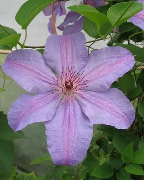 Клематис министр фото Pin on Clematis hybrid Minister uspp# 22899 Clematis, Clematis vine, Most beauti