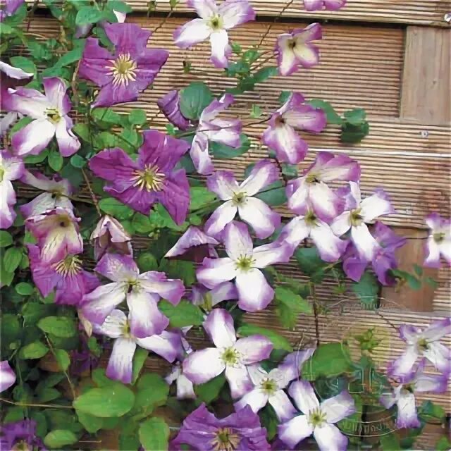 Клематис минуэт фото и описание Клематис Минуэт (Clematis Minuet) купить в Москве по низкой цене из питомника, д