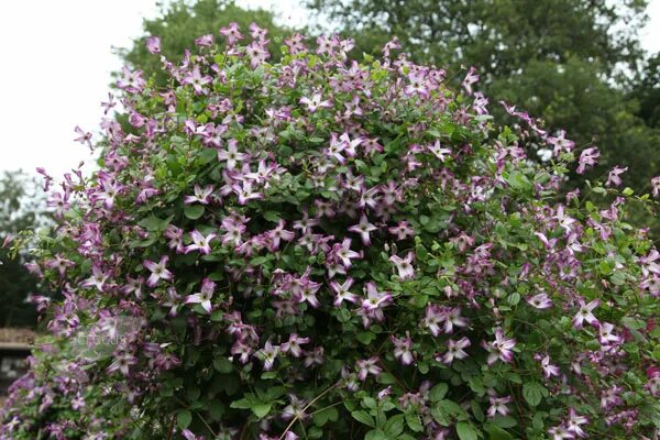 Клематис минуэт фото и описание Propagate Clematis By Layering 77D
