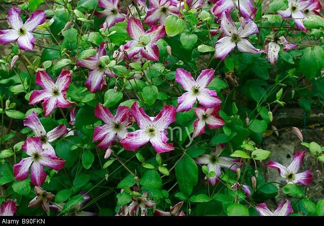 Клематис минуэт фото и описание Stock Photo - Clematis viticella Minuet Clematis, Stock photos, Plant list