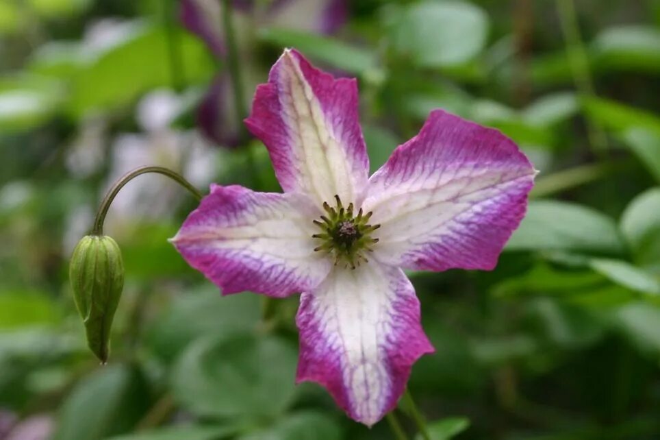 Клематис минуэт фото и описание Clematis 'Minuet' - Clematis viticella 'Minuet'