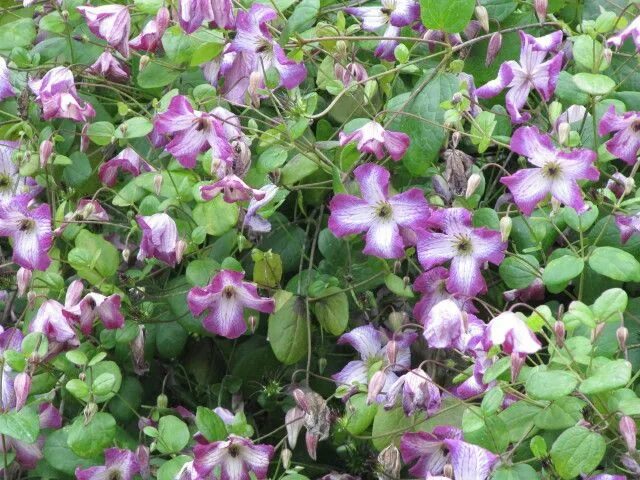 Клематис минуэт фото и описание Clematis, Plants, Garden