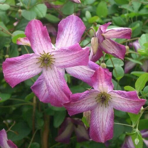 Клематис минуэт фото и описание Clematis viticella viinikärhö Minuet Clematis, Outside plants, Plants