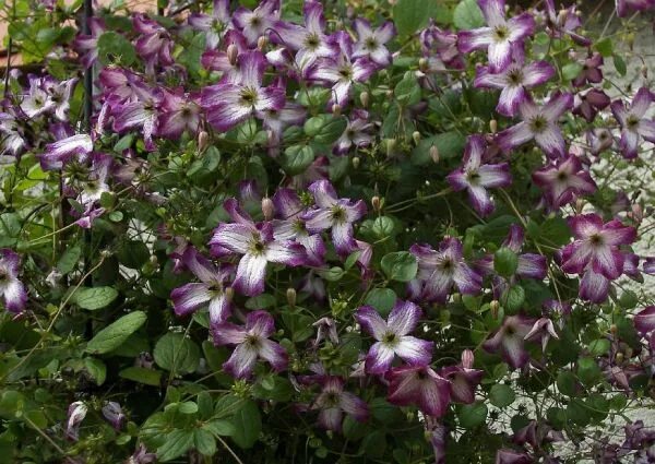 Клематис минуэт фото и описание клематис МИНУЭТ р9 (Clematis viticella Minuet) 878 - Группа обрезки 3 - Частный 