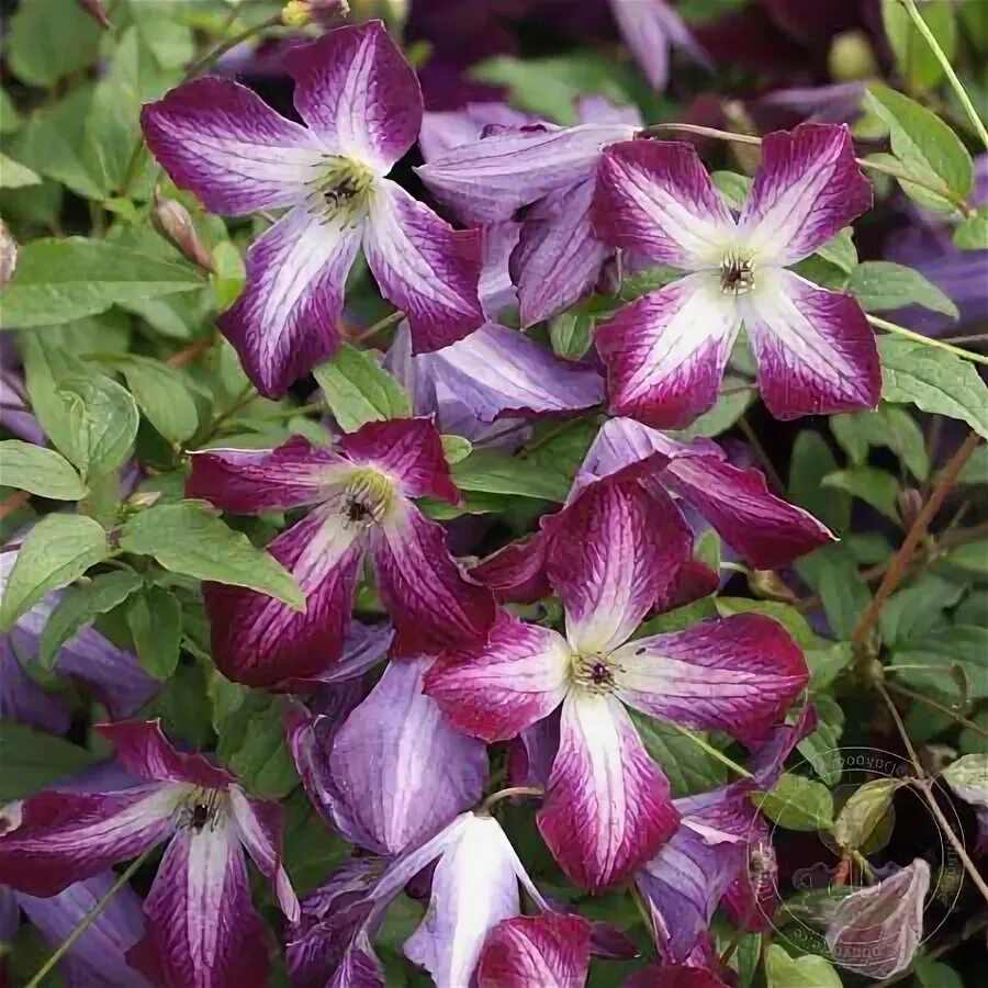 Клематис минуэт фото и описание Клематис Валенбург (Clematis Walenburg) купить в Москве по низкой цене из питомн