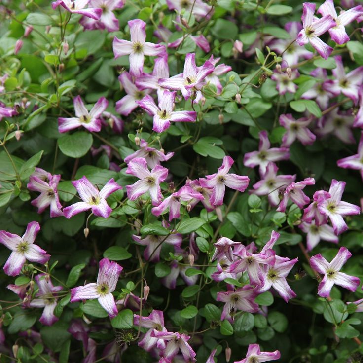 Клематис минуэт фото и описание Clematis 'Minuet' - clematis (group 3) Clematis, Long flowers, Plants
