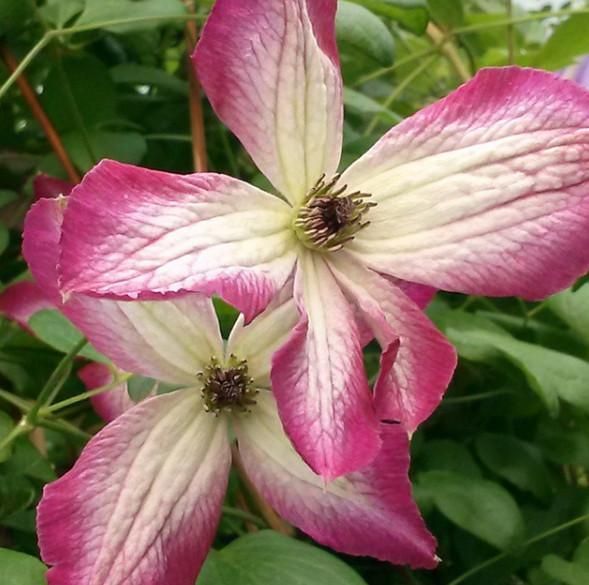 Клематис минуэт фото и описание Clematis Minuet Clematis, Flowers, Outside plants