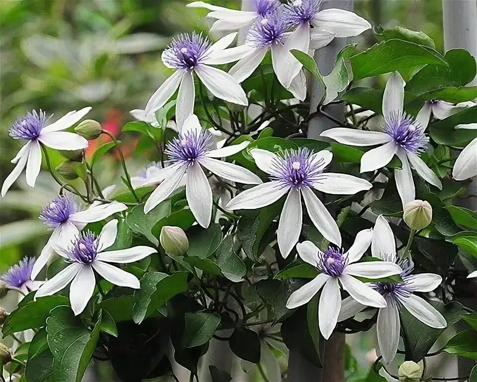 Клематис миосотис фото clematis akoensi . Växter, Trädgård växter, Trädgård