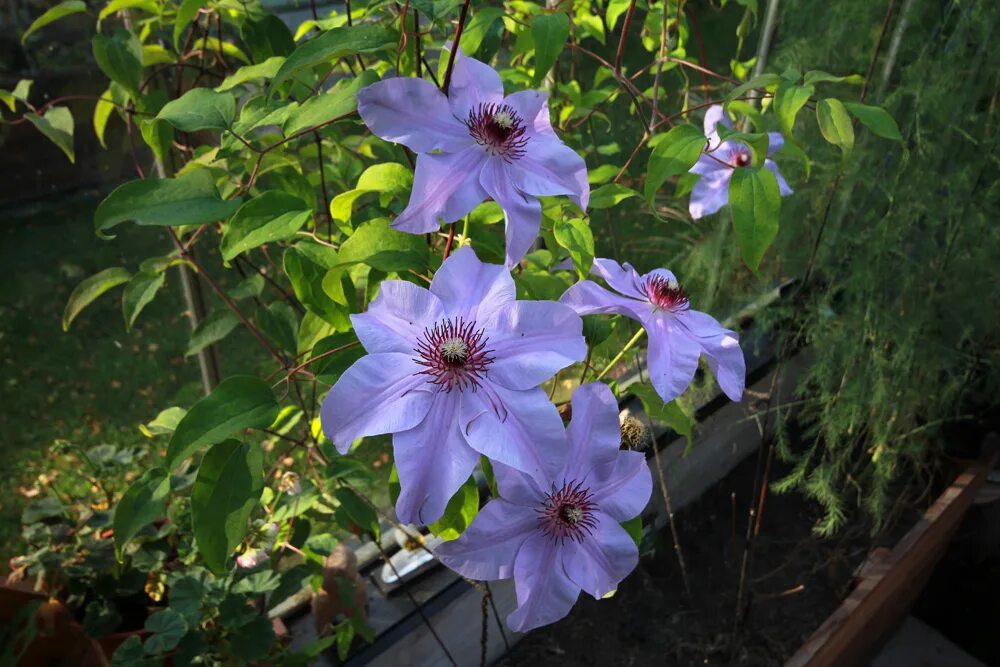 Клематис миосотис фото Clematis 'Blue Ravine' Viridis