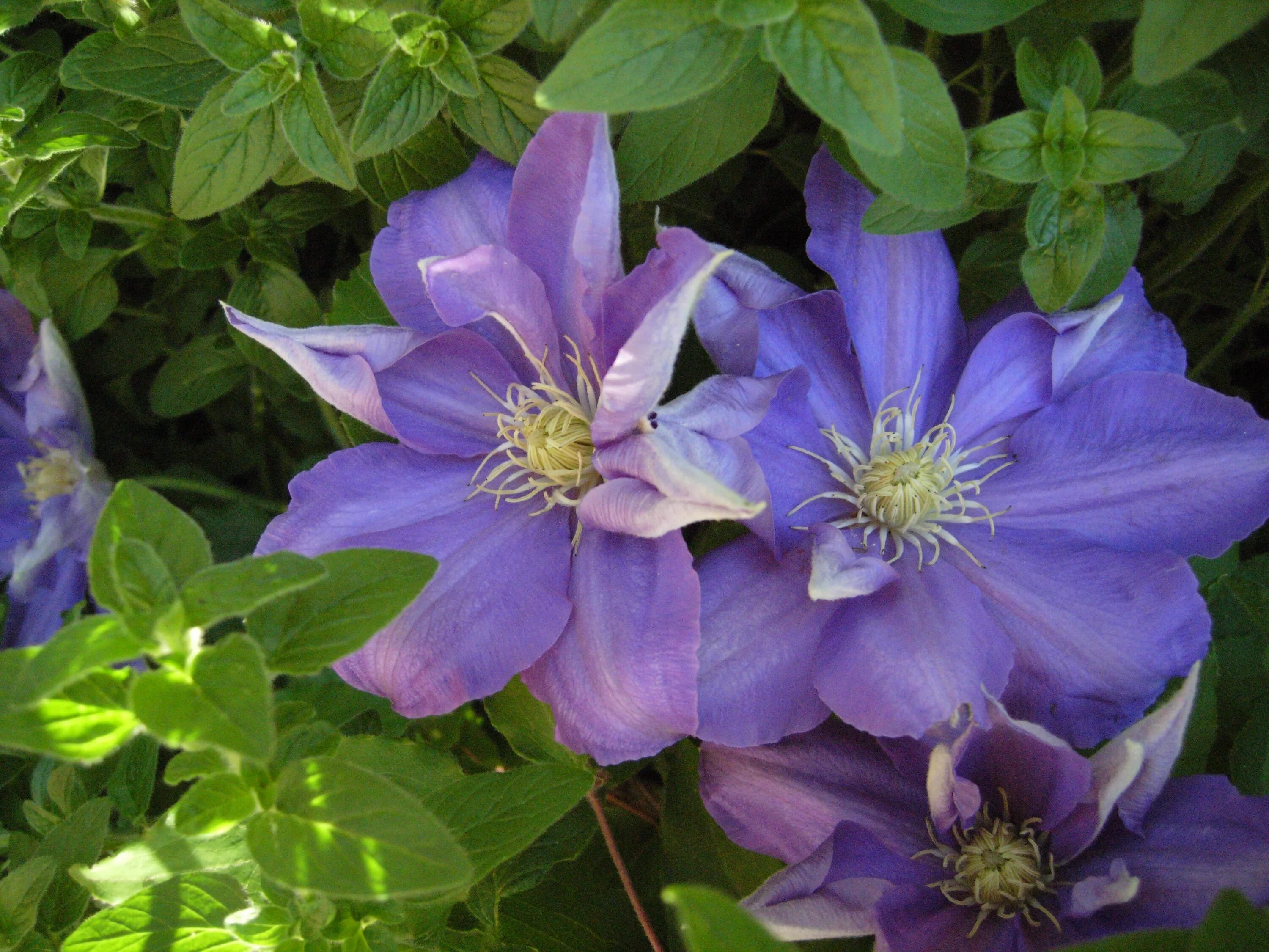 Клематис миосотис фото Free Images : blossom, flower, petal, bloom, spring, garden, clematis, flowering