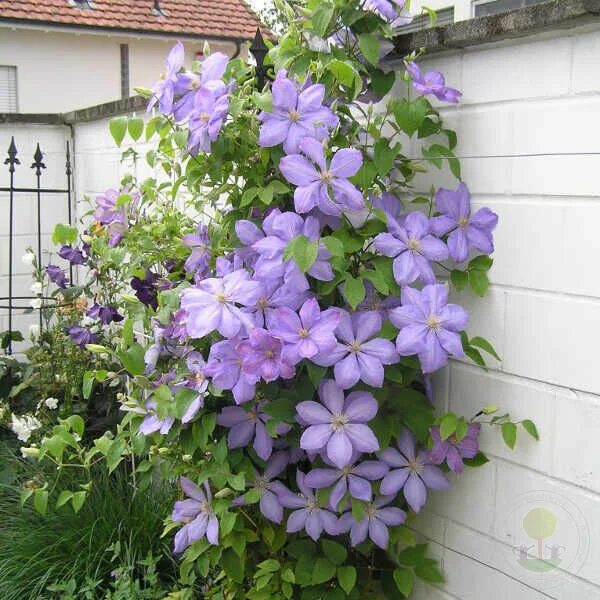 Клематис мисс чолмонделей фото и описание Клематис Миссис Чолмондели (Clematis Mrs. Cholmondeley) купить в Москве по низко